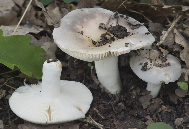 Russula grisea